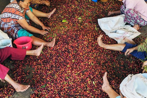Galeri Omah Kopi Para Petani Kopi Banyuwangi