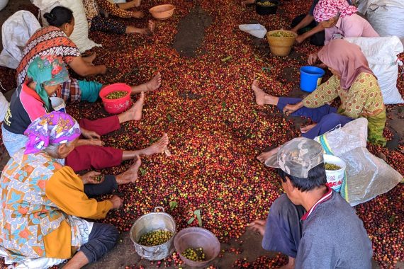 Galeri Omah Kopi Para Petani Kopi Banyuwangi