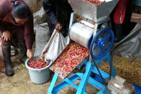 Galeri Omah Kopi Para Petani Kopi Banyuwangi