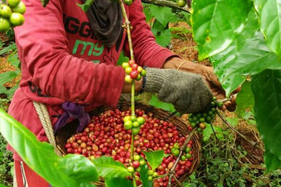 Galeri Omah Kopi Para Petani Kopi Banyuwangi