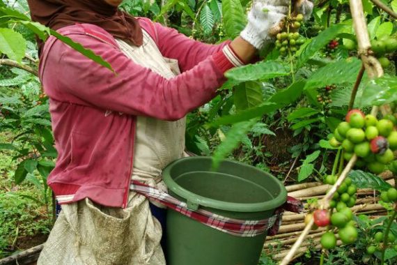 Galeri Omah Kopi Para Petani Kopi Banyuwangi